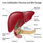 A guide to the Liver for first aiders (Anatomy & Physiology) - First ...