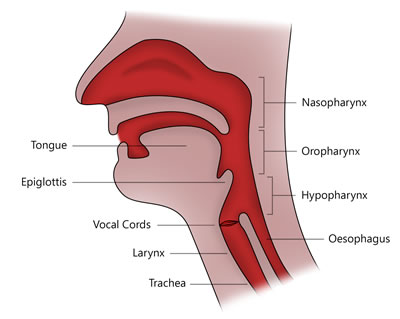 epiglottis anatomy