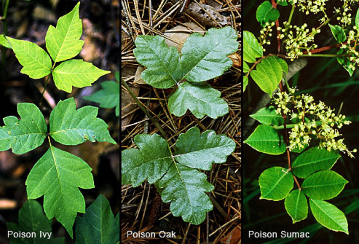 First Aid Treatment for Poison Ivy, Oak and Sumac Rash - First Aid for Free