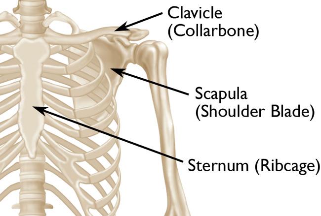 First Aid Treatment For A Broken Collarbone Clavicle First Aid For Free