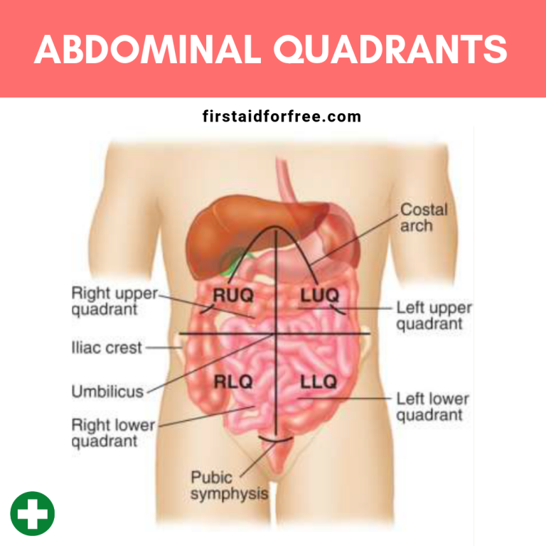 what-are-the-four-quadrants-of-the-abdomen-first-aid-for-free