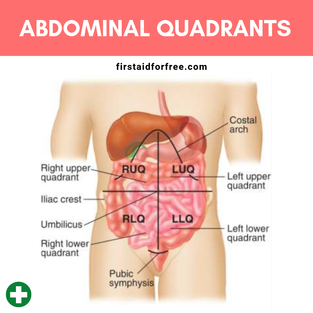 What Are The Four Quadrants Of The Abdomen First Aid For Free