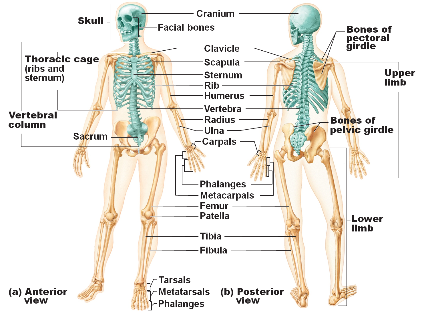 What Are The Functions Of The Skeletal System?