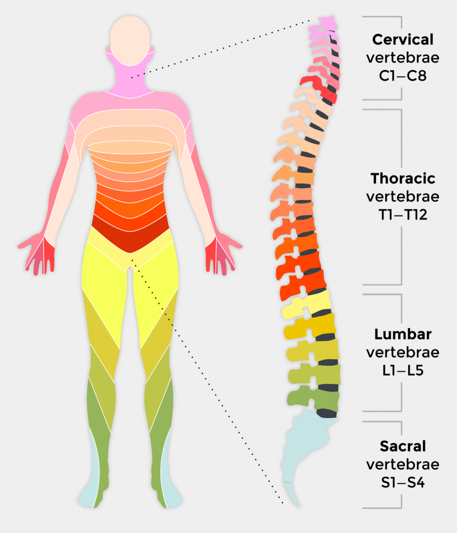 What is the most common area of spinal cord injury?