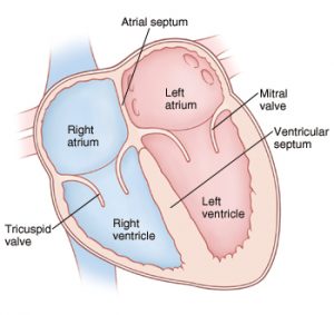 What are the Four Chambers of the Heart? - First Aid for Free