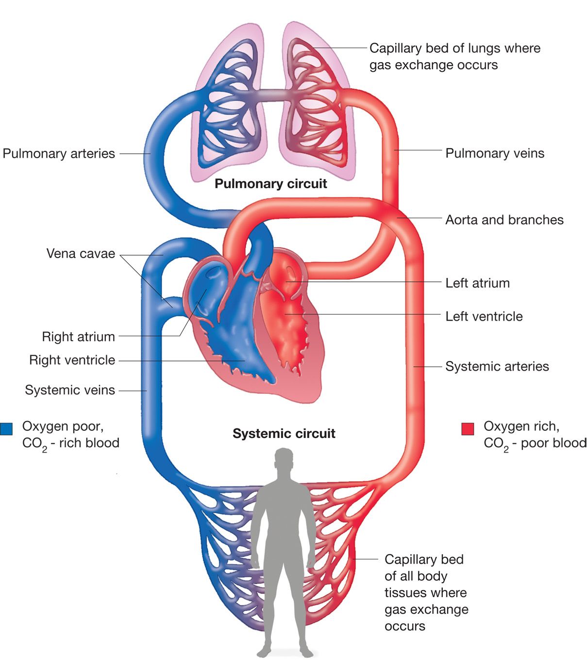 simple cardiovascular system diagram