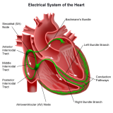 How Does The Heart Beat By Itself? - First Aid for Free