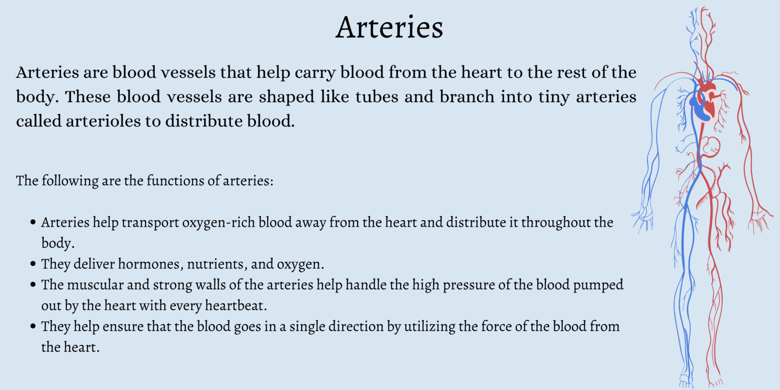 What Are The Three Types Of Blood Vessels And Their Functions? - First ...