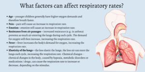 What factors can affect pulse and respiratory rates?