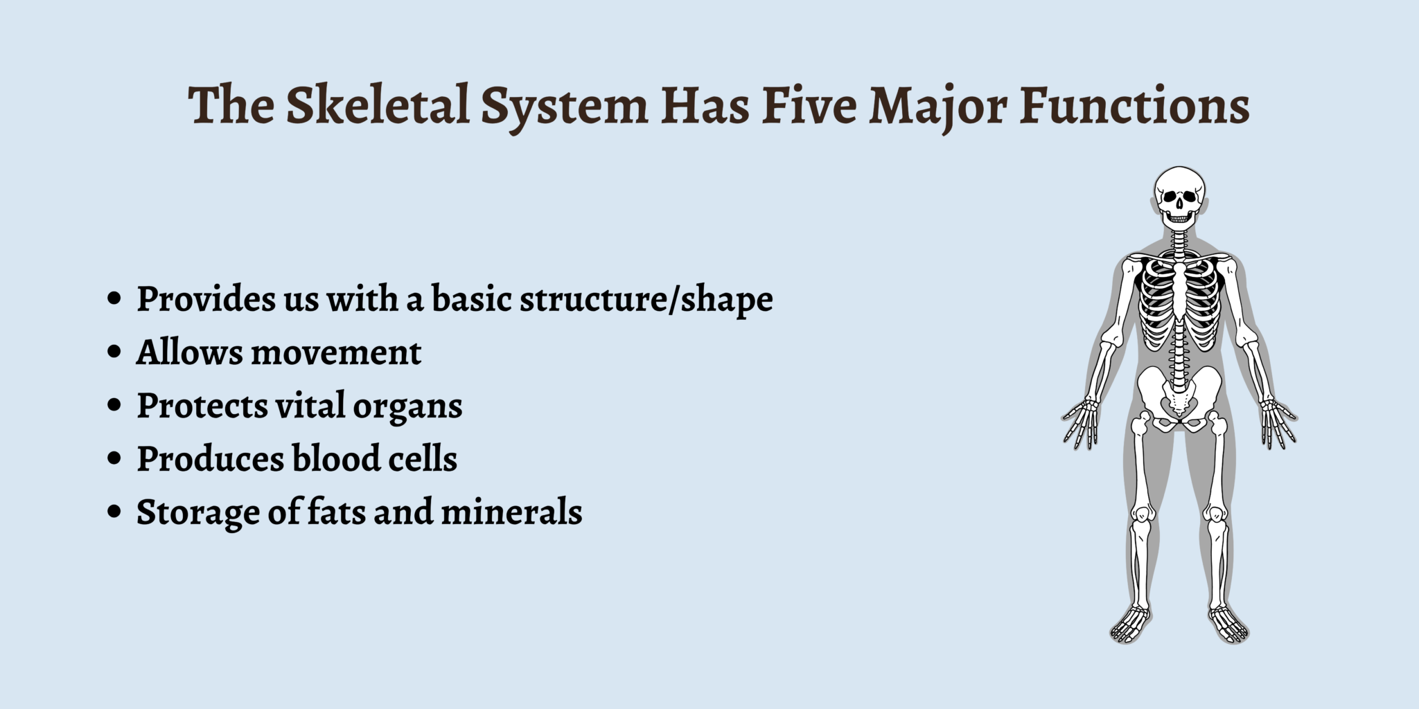 What Are The Functions Of The Skeletal System